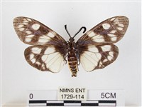 蓬萊茶斑蛾藏品圖，第2張