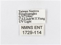 蓬萊茶斑蛾藏品圖，第3張