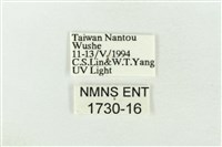 基褐綠刺蛾藏品圖，第3張