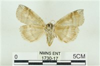 灰太波紋蛾藏品圖，第2張