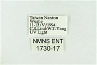 灰太波紋蛾藏品圖，第3張