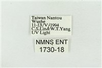 臺洒波紋蛾藏品圖，第3張