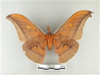 紅目天蠶蛾藏品圖，第1張