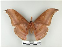 紅目天蠶蛾藏品圖，第2張