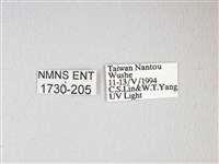 紅目天蠶蛾藏品圖，第3張