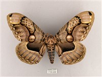 枯球籮紋蛾藏品圖，第1張