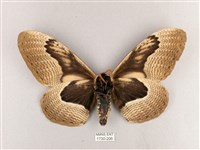 枯球籮紋蛾藏品圖，第2張