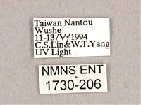 枯球籮紋蛾藏品圖，第3張