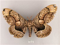 枯球籮紋蛾藏品圖，第1張