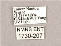 枯球籮紋蛾藏品圖，第3張