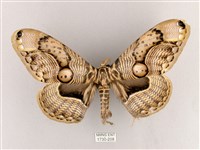 枯球籮紋蛾藏品圖，第1張