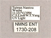 枯球籮紋蛾藏品圖，第3張