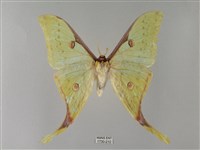 臺灣長尾水青蛾藏品圖，第1張