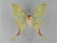 臺灣長尾水青蛾藏品圖，第2張