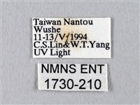 臺灣長尾水青蛾藏品圖，第3張