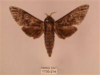 白星天蛾藏品圖，第1張