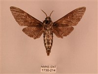 白星天蛾藏品圖，第2張