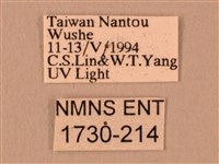 白星天蛾藏品圖，第3張