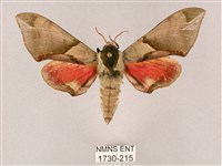 榆綠天蛾藏品圖，第1張