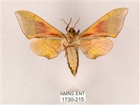 榆綠天蛾藏品圖，第2張