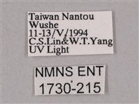 榆綠天蛾藏品圖，第3張