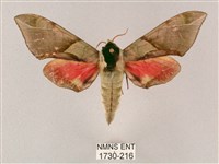 榆綠天蛾藏品圖，第1張