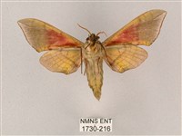 榆綠天蛾藏品圖，第2張