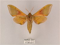 榆綠天蛾藏品圖，第2張