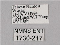 榆綠天蛾藏品圖，第3張