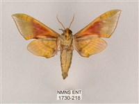 榆綠天蛾藏品圖，第2張