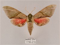 榆綠天蛾藏品圖，第1張