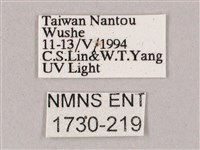 榆綠天蛾藏品圖，第3張