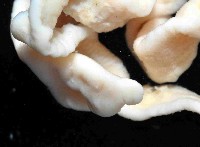 未知種紐蟲藏品圖，第2張