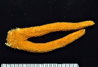 呂宋棘海星藏品圖，第2張