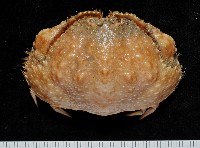 肝葉饅頭蟹藏品圖，第1張