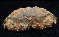 肝葉饅頭蟹藏品圖，第2張