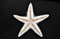 華普槭海星藏品圖，第3張