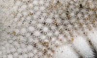 華普槭海星藏品圖，第6張