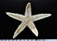 華普槭海星藏品圖，第7張