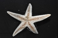華普槭海星藏品圖，第8張
