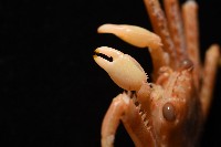 基氏盾牌蟹藏品圖，第5張