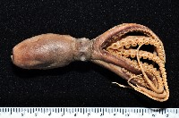 新種章魚tw5藏品圖，第1張