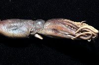 新種章魚tw5藏品圖，第3張