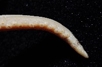 新種章魚tw5藏品圖，第4張