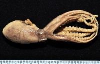 新種章魚tw5藏品圖，第1張