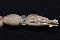 新種章魚tw5藏品圖，第3張