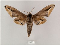 白點天蛾 藏品圖，第2張