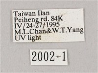 白點天蛾 藏品圖，第3張