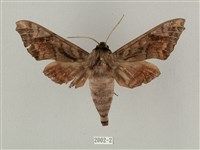 全緣缺角天蛾藏品圖，第1張