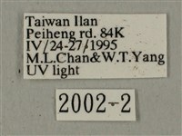 全緣缺角天蛾藏品圖，第3張